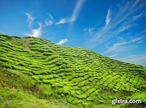 Stock Photos - Tea plantation, 25xJPG