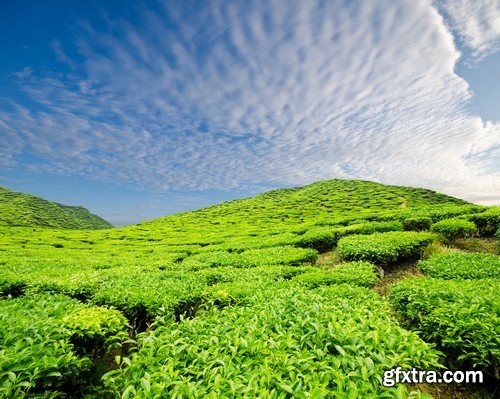 Stock Photos - Tea plantation, 25xJPG