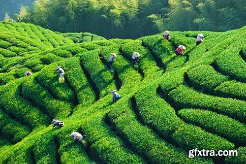 Stock Photos - Tea plantation, 25xJPG