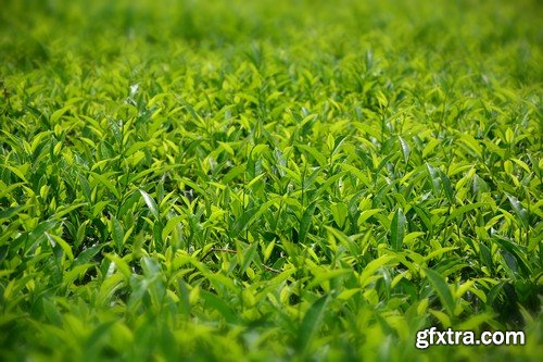 Stock Photos - Tea plantation, 25xJPG