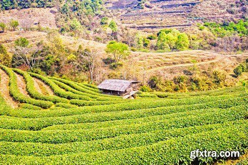 Stock Photos - Tea plantation, 25xJPG