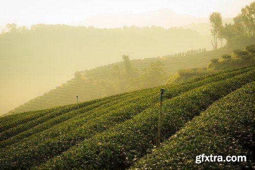 Stock Photos - Tea plantation, 25xJPG