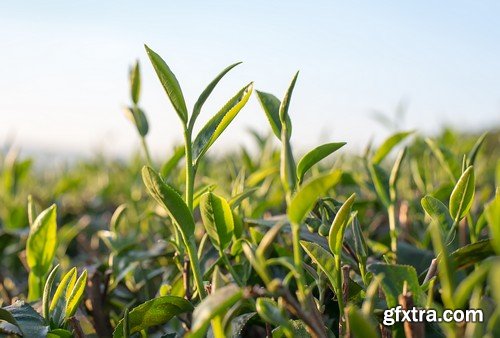 Stock Photos - Tea plantation, 25xJPG