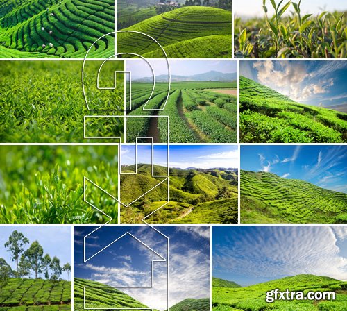 Stock Photos - Tea plantation, 25xJPG