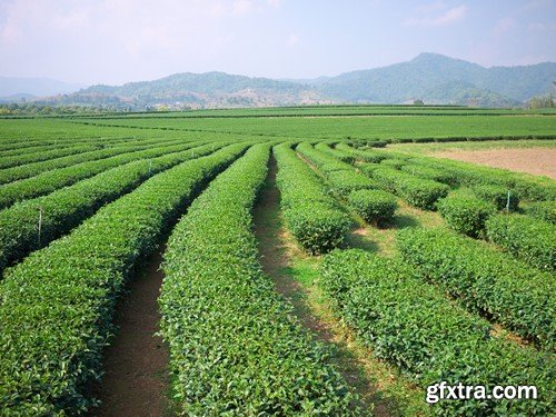 Stock Photos - Tea plantation, 25xJPG