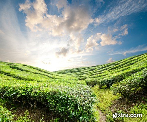 Stock Photos - Tea plantation, 25xJPG