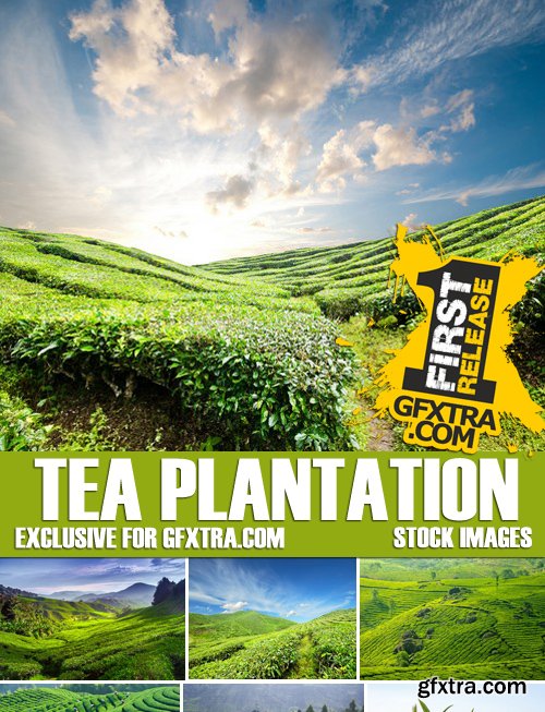 Stock Photos - Tea plantation, 25xJPG