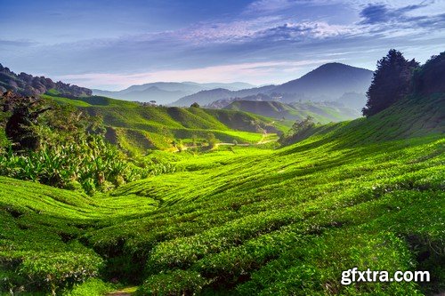 Stock Photos - Tea plantation, 25xJPG