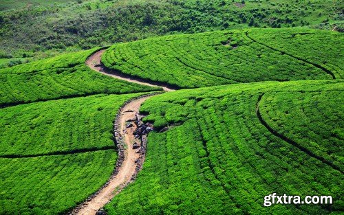 Stock Photos - Tea plantation, 25xJPG