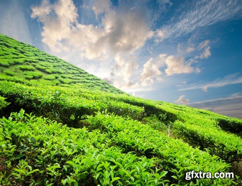 Stock Photos - Tea plantation, 25xJPG