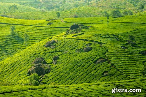 Stock Photos - Tea plantation, 25xJPG