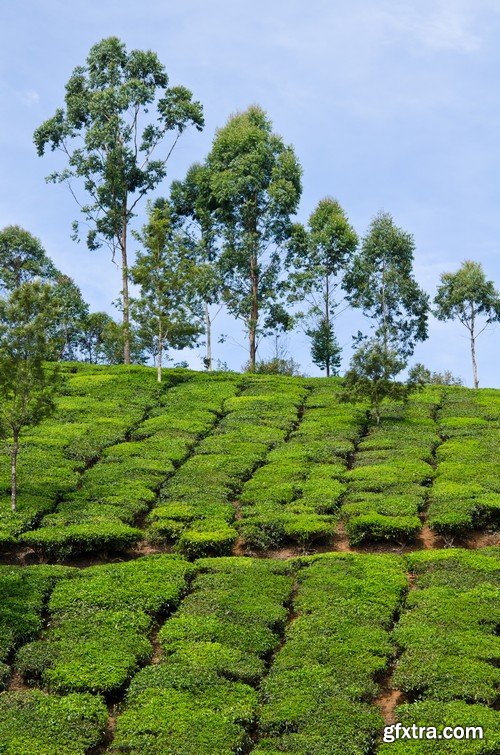 Stock Photos - Tea plantation, 25xJPG