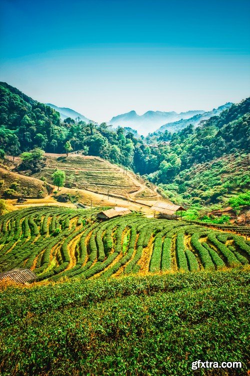 Stock Photos - Tea plantation, 25xJPG