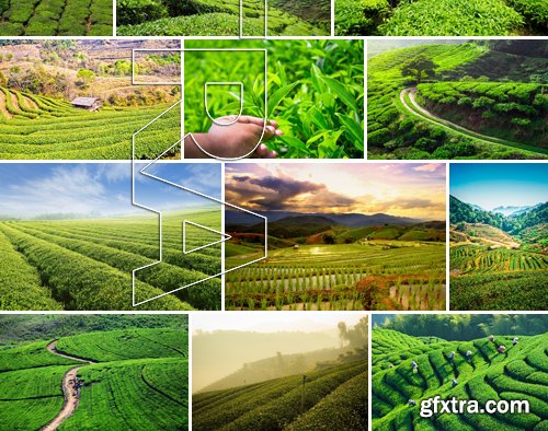 Stock Photos - Tea plantation, 25xJPG