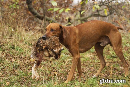 Stock Photos - Hunting, 25xJPG