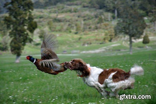 Stock Photos - Hunting, 25xJPG