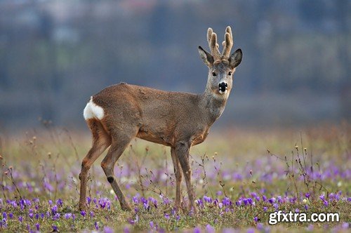 Stock Photos - Hunting, 25xJPG