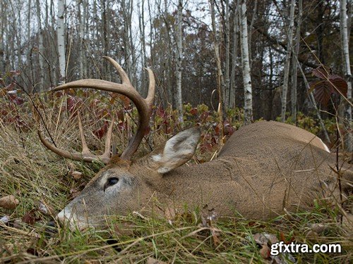 Stock Photos - Hunting, 25xJPG