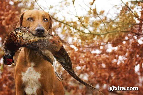 Stock Photos - Hunting, 25xJPG