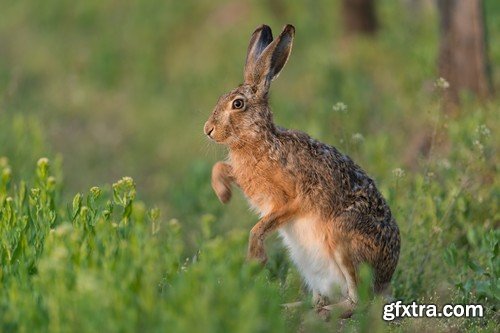 Stock Photos - Hunting, 25xJPG