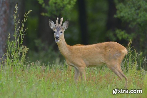 Stock Photos - Hunting, 25xJPG