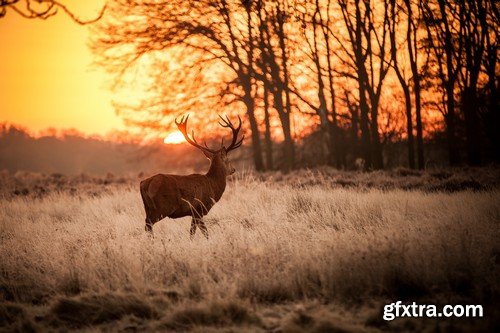 Stock Photos - Hunting, 25xJPG