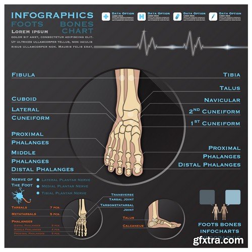 Stock Vectors - Medical Infographic 6, 25xEPS