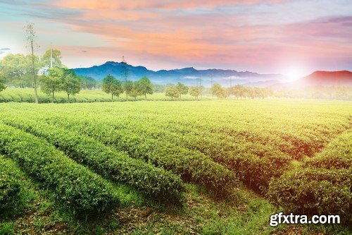 Stock Photos - Tea plantation 2, 25xJPG