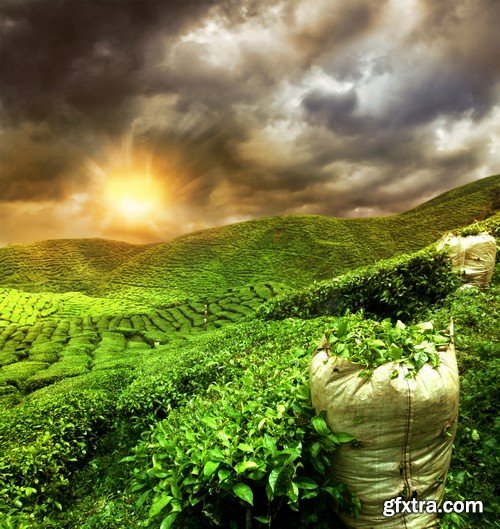 Stock Photos - Tea plantation 2, 25xJPG