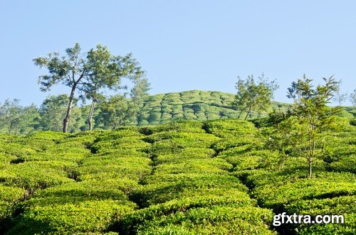 Stock Photos - Tea plantation 2, 25xJPG