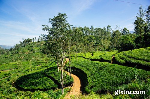 Stock Photos - Tea plantation 2, 25xJPG