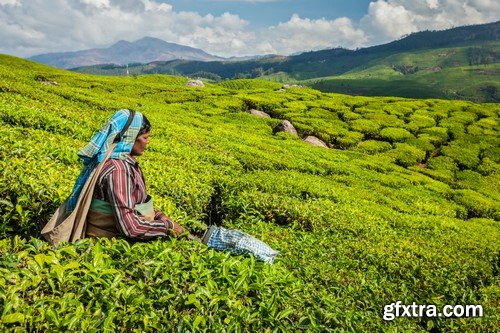 Stock Photos - Tea plantation 2, 25xJPG