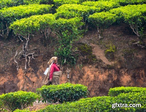 Stock Photos - Tea plantation 2, 25xJPG