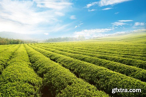 Stock Photos - Tea plantation 2, 25xJPG