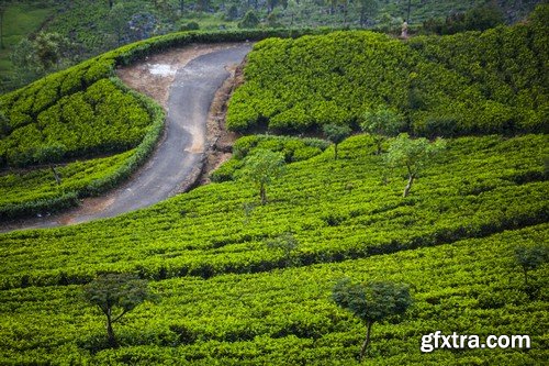 Stock Photos - Tea plantation 2, 25xJPG