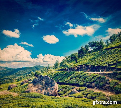 Stock Photos - Tea plantation 2, 25xJPG