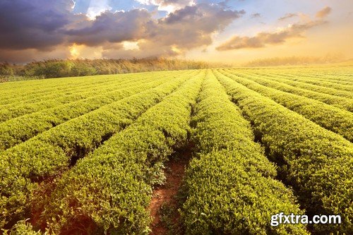 Stock Photos - Tea plantation 2, 25xJPG