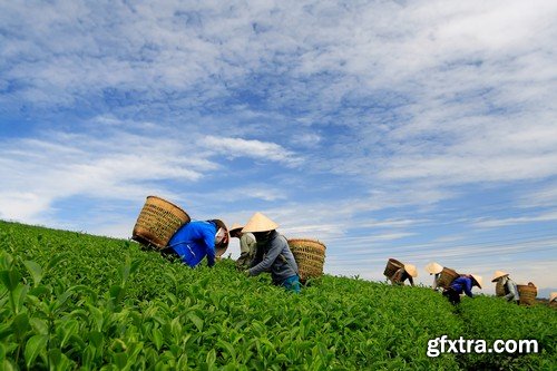 Stock Photos - Tea plantation 2, 25xJPG