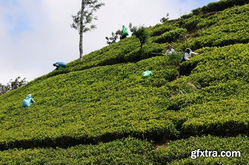 Stock Photos - Tea plantation 2, 25xJPG