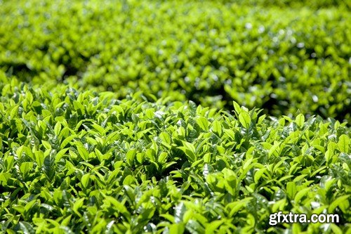 Stock Photos - Tea plantation 2, 25xJPG