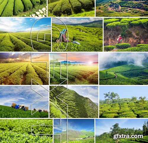 Stock Photos - Tea plantation 2, 25xJPG