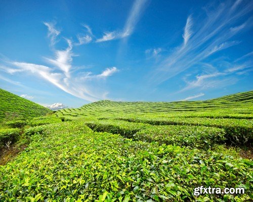 Stock Photos - Tea plantation 2, 25xJPG