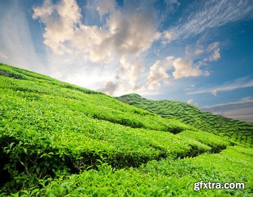 Stock Photos - Tea plantation 2, 25xJPG