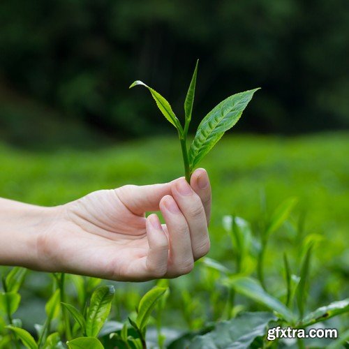 Stock Photos - Tea plantation 2, 25xJPG