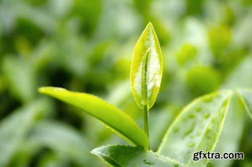 Stock Photos - Tea plantation 2, 25xJPG