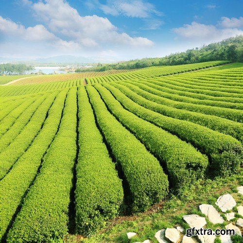 Stock Photos - Tea plantation 2, 25xJPG