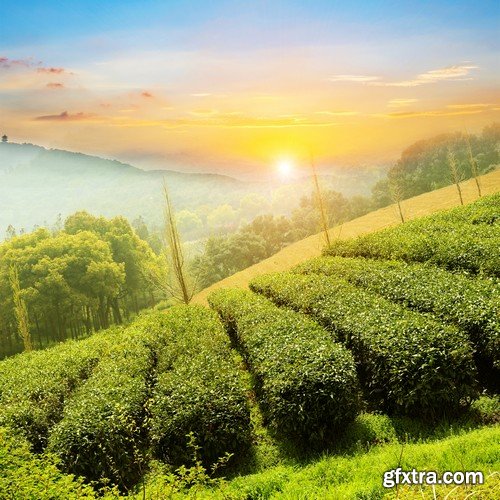 Stock Photos - Tea plantation 2, 25xJPG