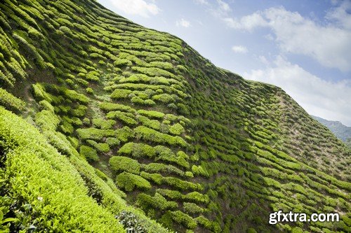 Stock Photos - Tea plantation 2, 25xJPG