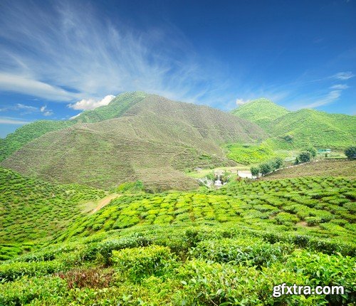 Stock Photos - Tea plantation 2, 25xJPG