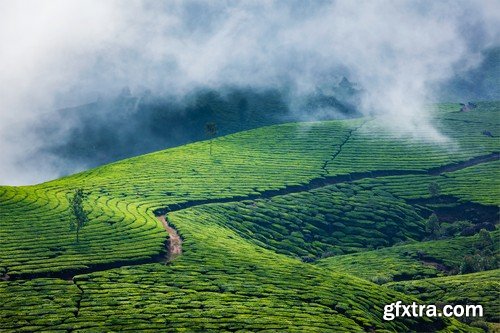 Stock Photos - Tea plantation 2, 25xJPG